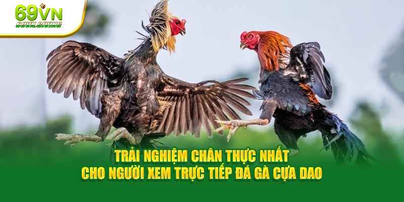 Trải nghiệm chân thực nhất cho người xem trực tiếp đá gà cựa dao